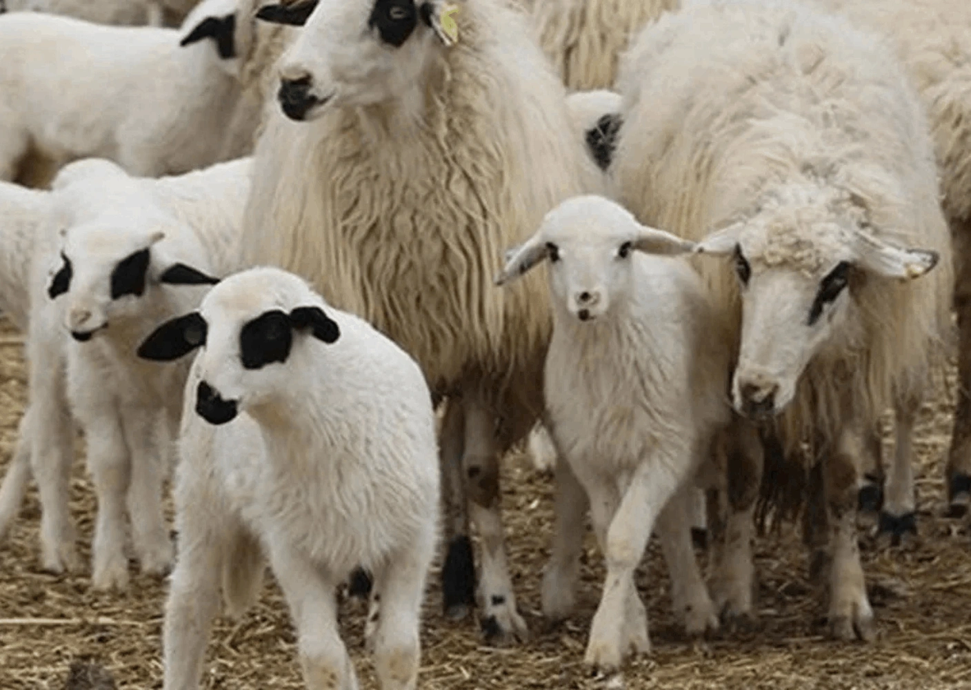 Küçükbaş Canlı Hayvan Aracılığı