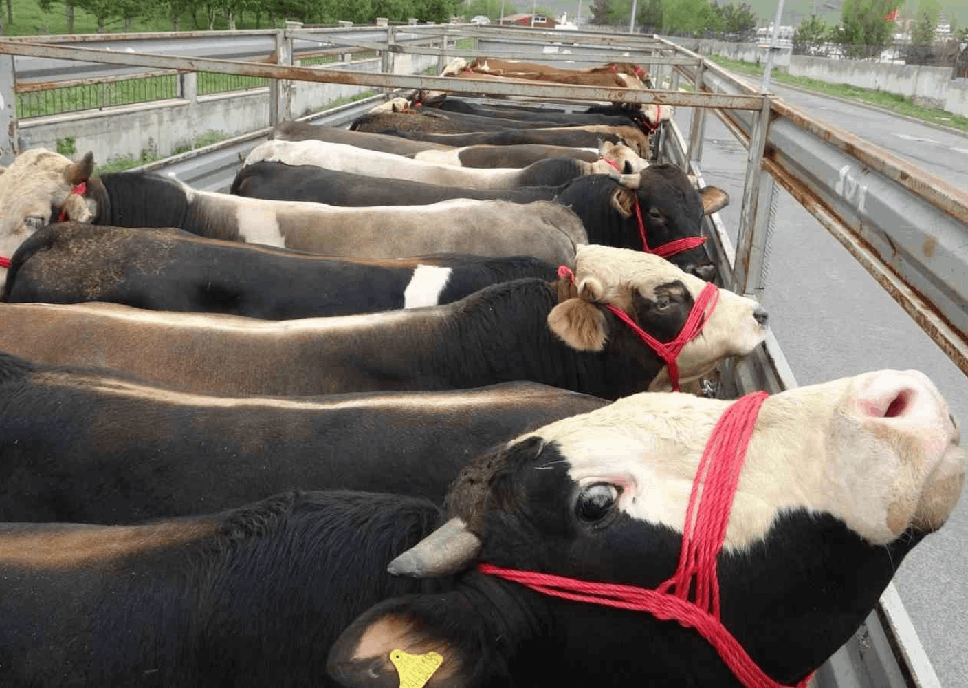 Sevkiyat ve Organizasyon